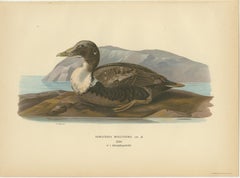 Antique Eider Duck Lithographs Set of 4, Somateria mollissima, Sweden 1929