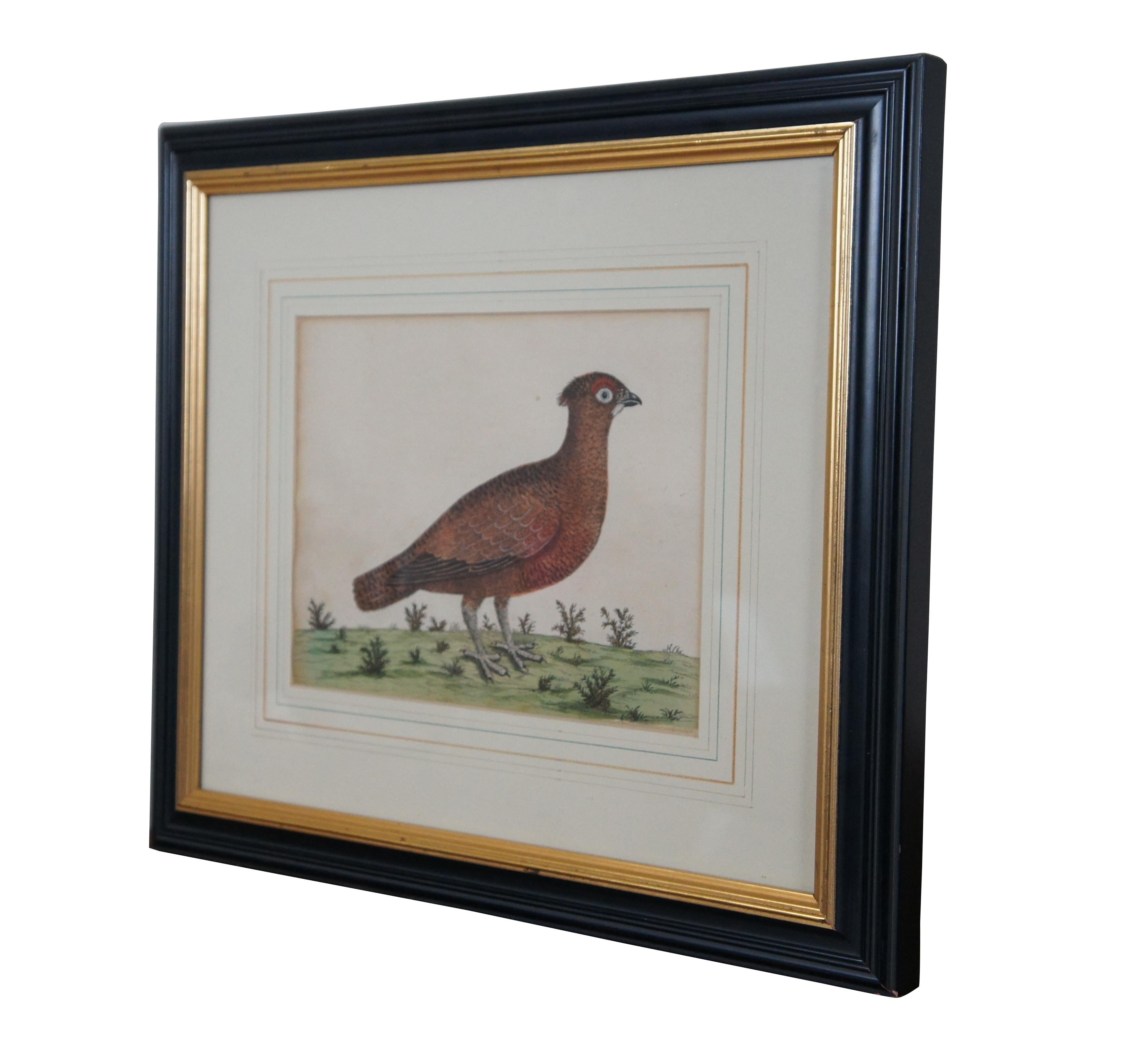 Antique 19th century framed, hand colored, copperplate engraving of a red grouse bird by Eleazar Albin. Red plumage over the eye suggests this is a grouse, though it also looks close to a partridge, quail, or ptarmigan.

“Eleazar Albin (fl. 1690 –