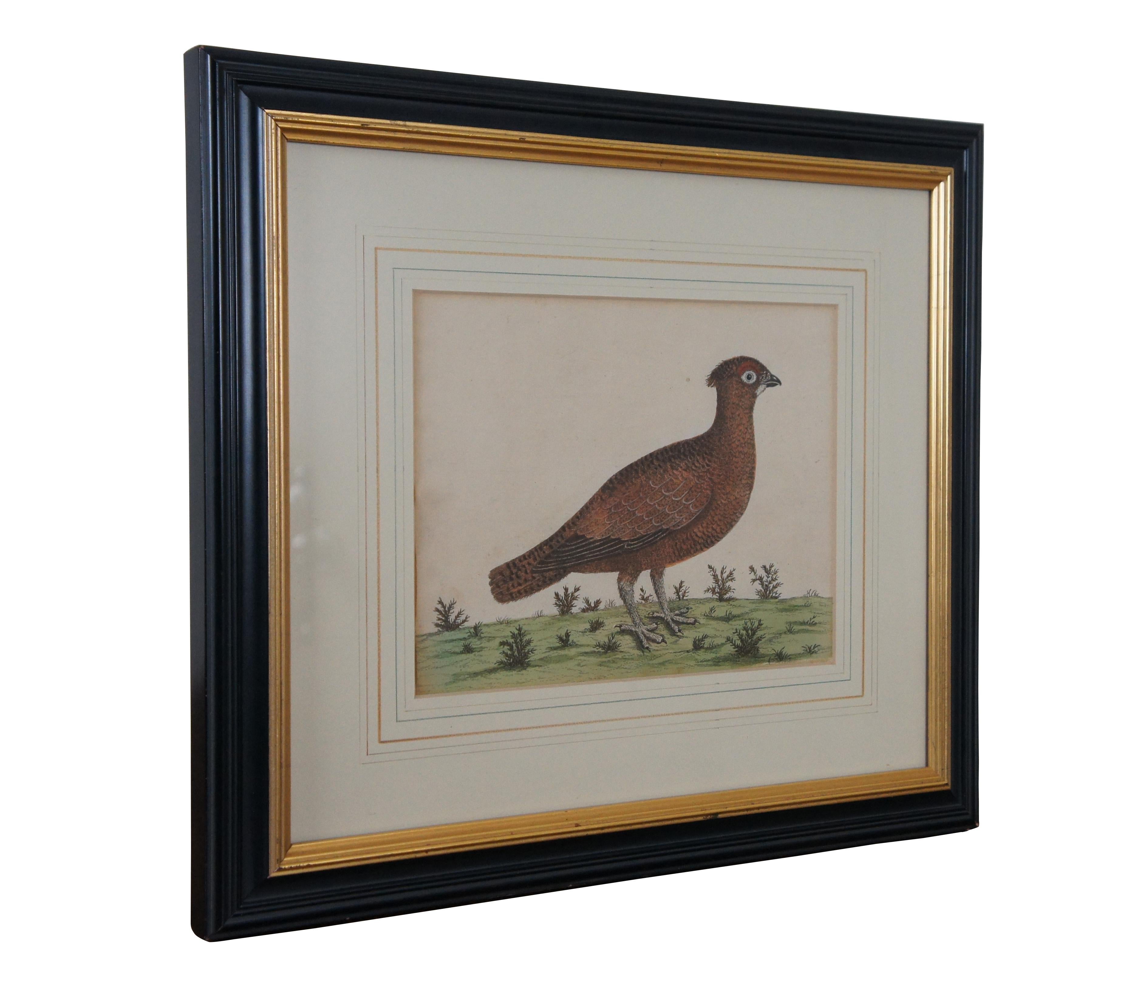British Colonial Antique Eleazar Albin Red Grouse Ptarmigan Bird Colored Engraving Print