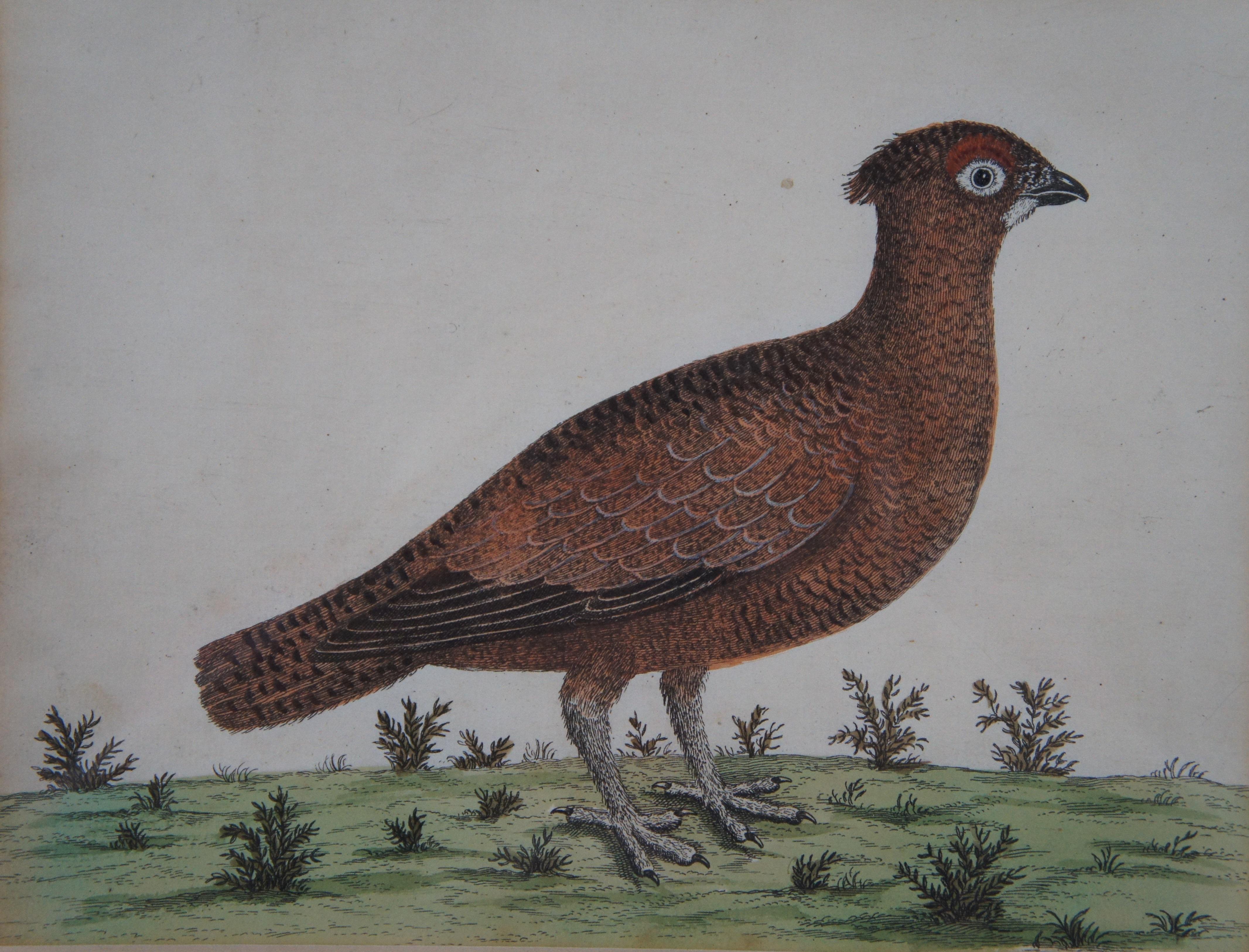 19th Century Antique Eleazar Albin Red Grouse Ptarmigan Bird Colored Engraving Print