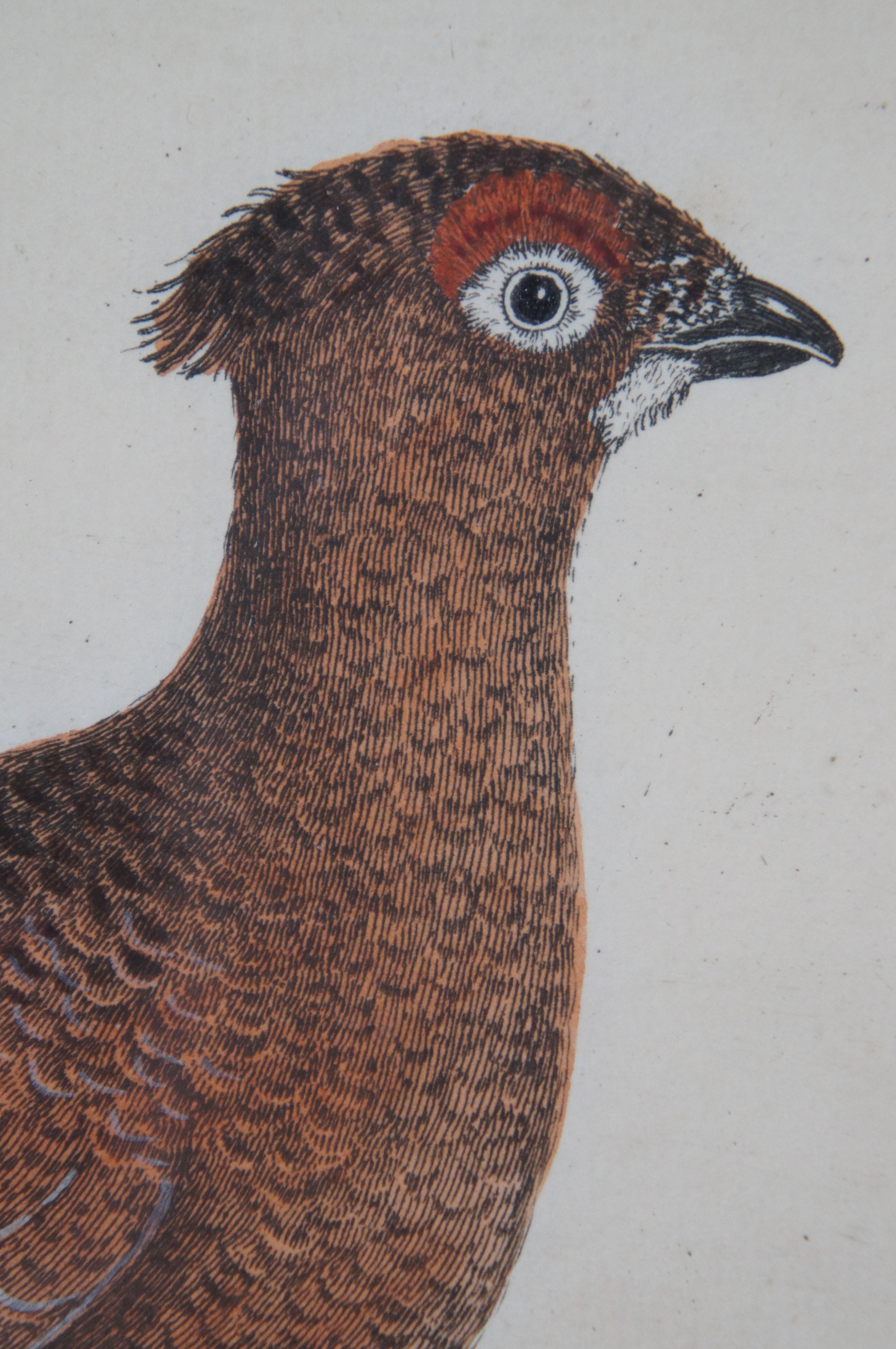 Antique Eleazar Albin Red Grouse Ptarmigan Bird Colored Engraving Print 1