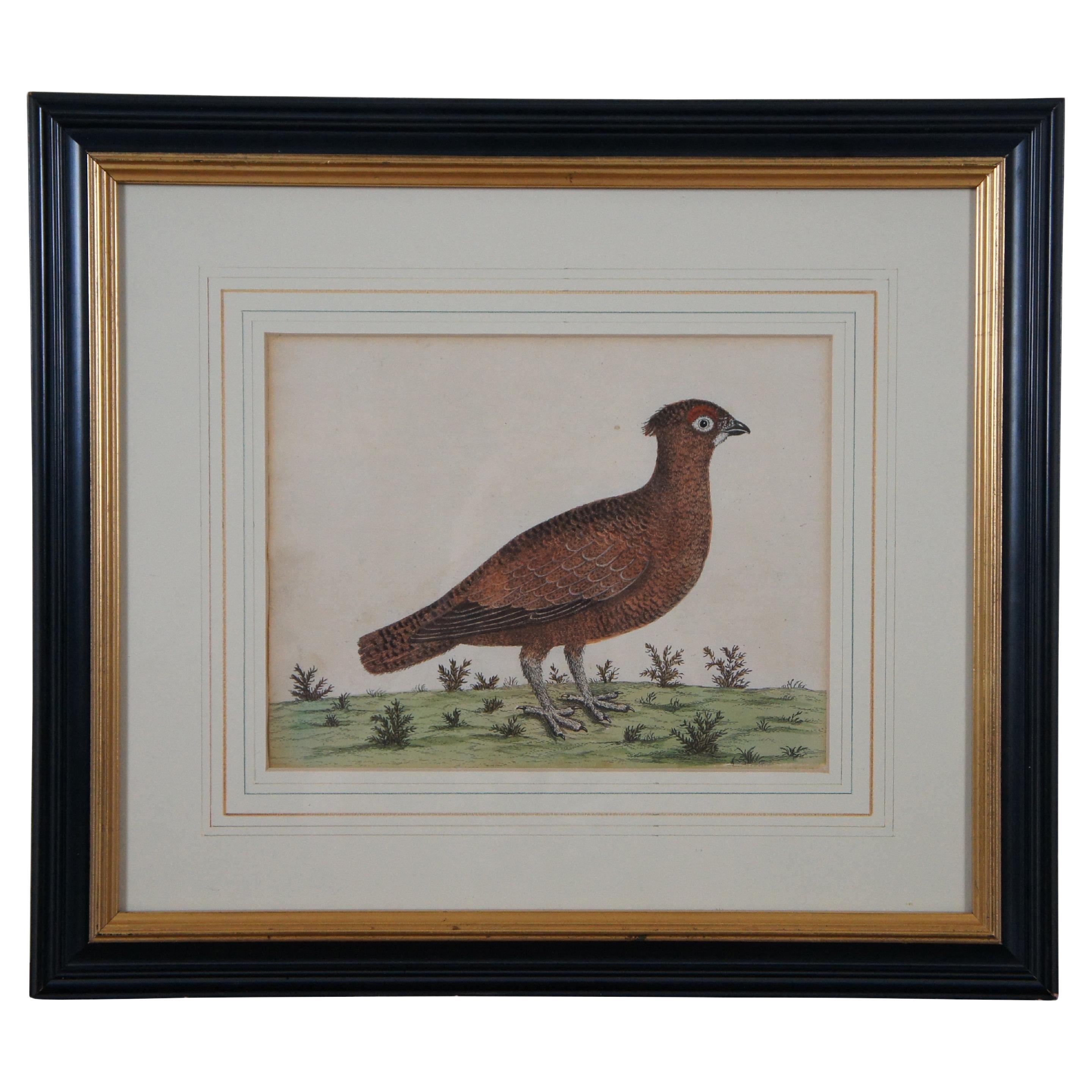 Antique Eleazar Albin Red Grouse Ptarmigan Bird Colored Engraving Print