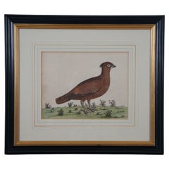 Antique Eleazar Albin Red Grouse Ptarmigan Bird Colored Engraving Print