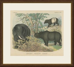 Antique Elephant and Rhinoceros Print with Tapir, Kolb Mammals, circa 1890