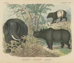 Antique Elephant and Rhinoceros Print with Tapir, Kolb Mammals, circa 1890