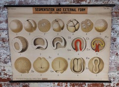 Antique Embryo Educational Wall Chart
