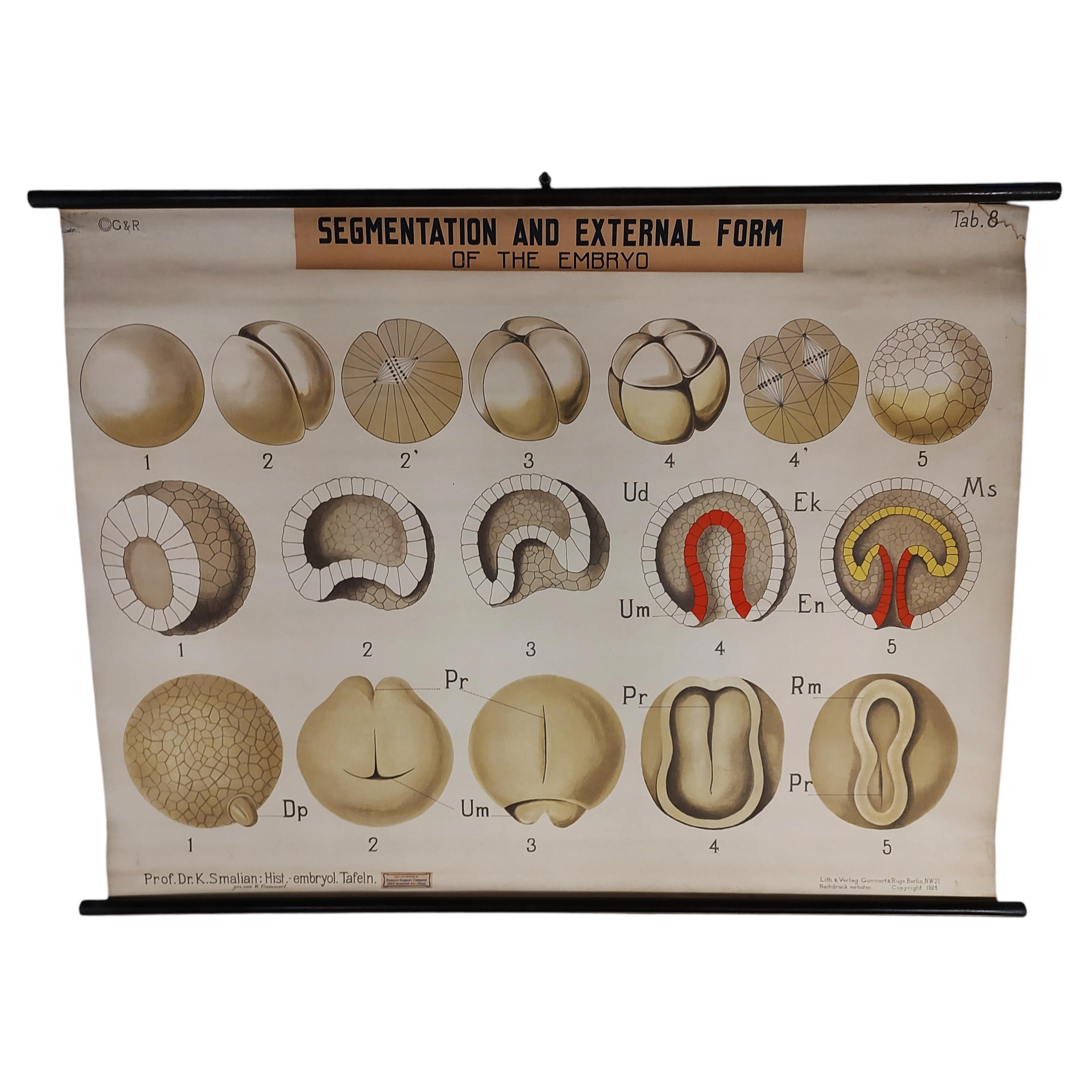 Antike Embryo Educational Wall Chart