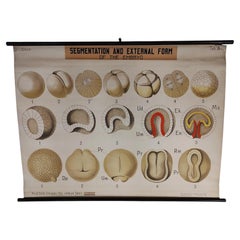 Antique Embryo Educational Wall Chart