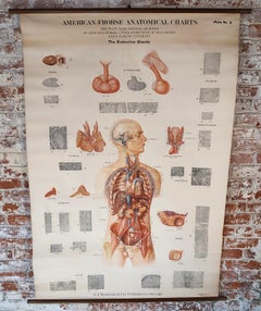 Antique Endocrine Glands Anatomical Chart