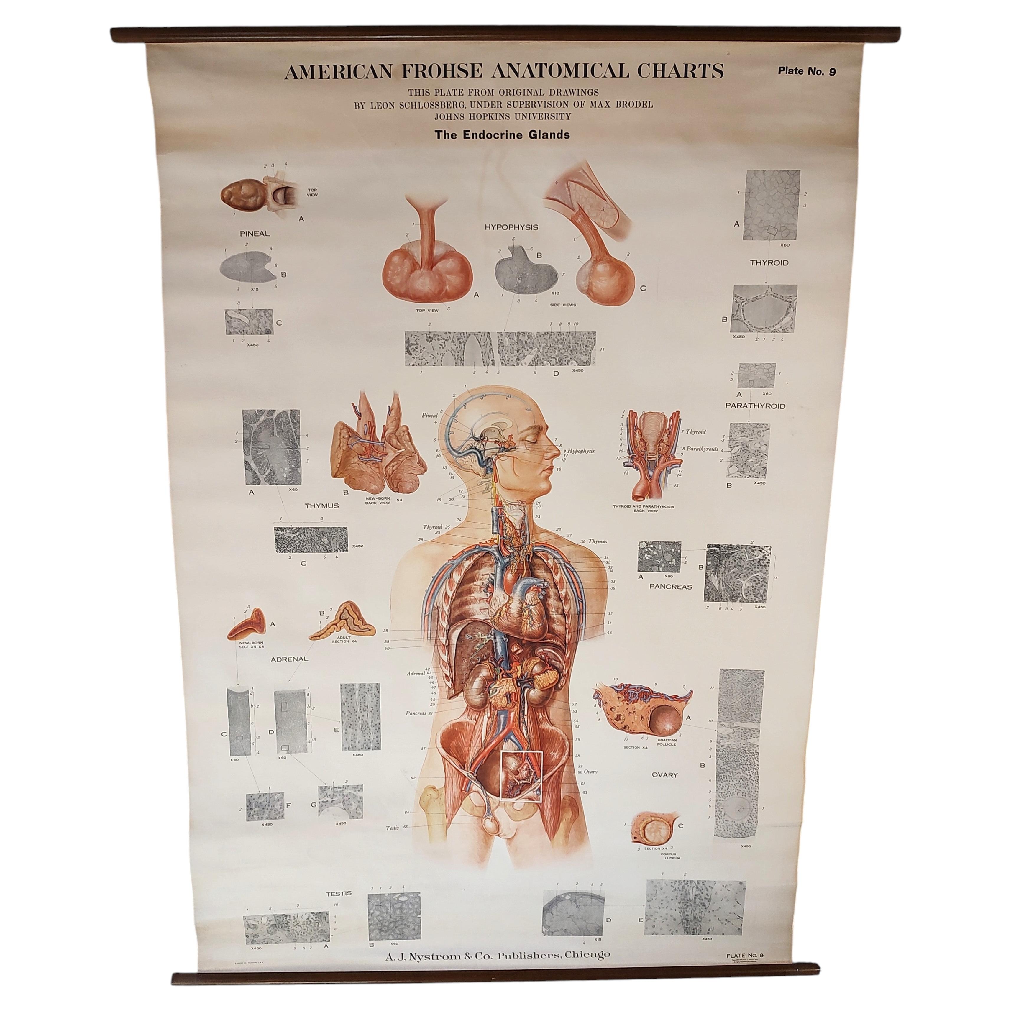 Antike endokrine Drüsen Anatomische Tafel