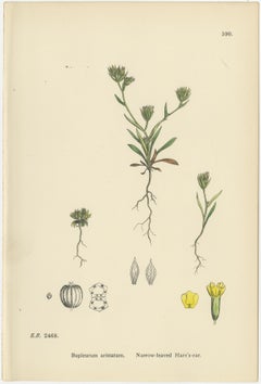 Antique English Botanical Interior Prints – Hare’s-ear & Water Dropwort, 1902