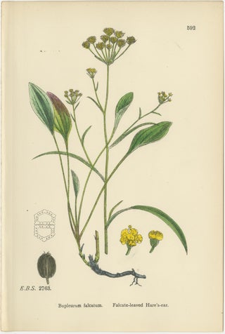 Antique English Botanical Interior Prints, Hare’s-ear & Water Dropwort, 1902, view 4