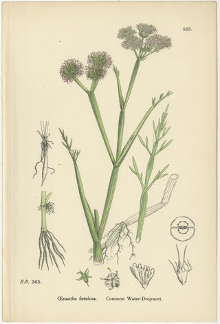 Antique English Botanical Interior Prints, Hare’s-ear & Water Dropwort, 1902, view 5
