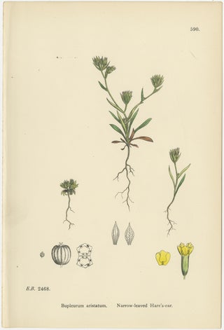 Antique English Botanical Interior Prints, Hare’s-ear & Water Dropwort, 1902, view 6