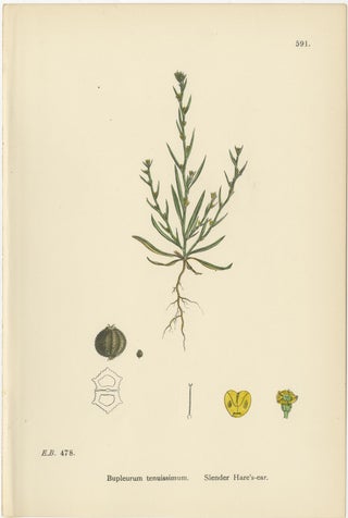 Antique English Botanical Interior Prints, Hare’s-ear & Water Dropwort, 1902, view 7