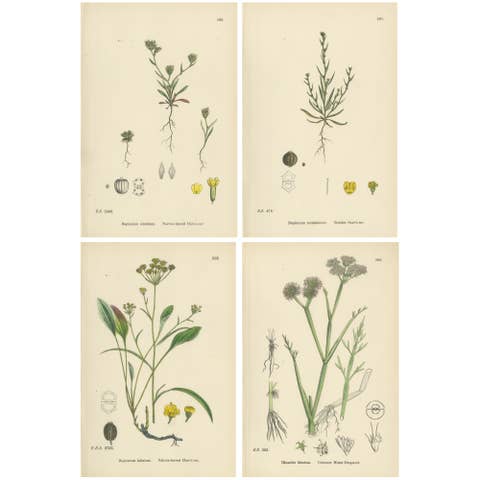 Antique English Botanical Interior Prints – Hare’s-ear & Water Dropwort, 1902