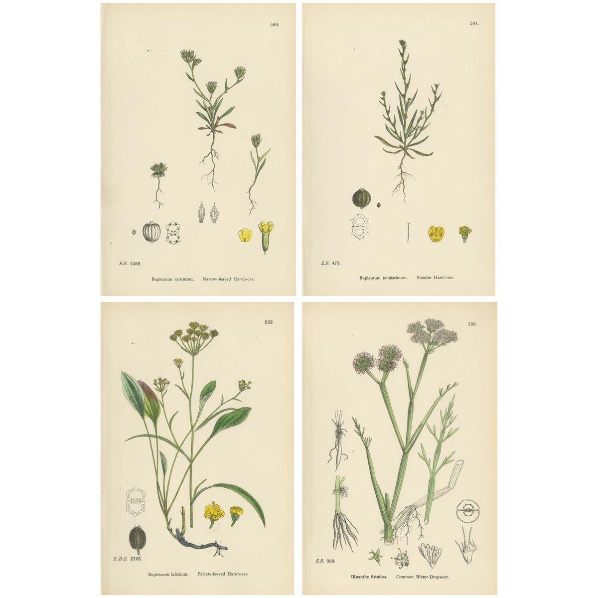 Antique English Botanical Interior Prints, Hare’s-ear & Water Dropwort, 1902