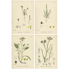 Antique English Botanical Interior Prints – Hare’s-ear 
Water Dropwort, 1902
