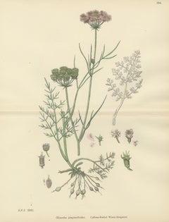 Antique English Botanical Print – Callous-Fruited Water-Dropwort c.1902