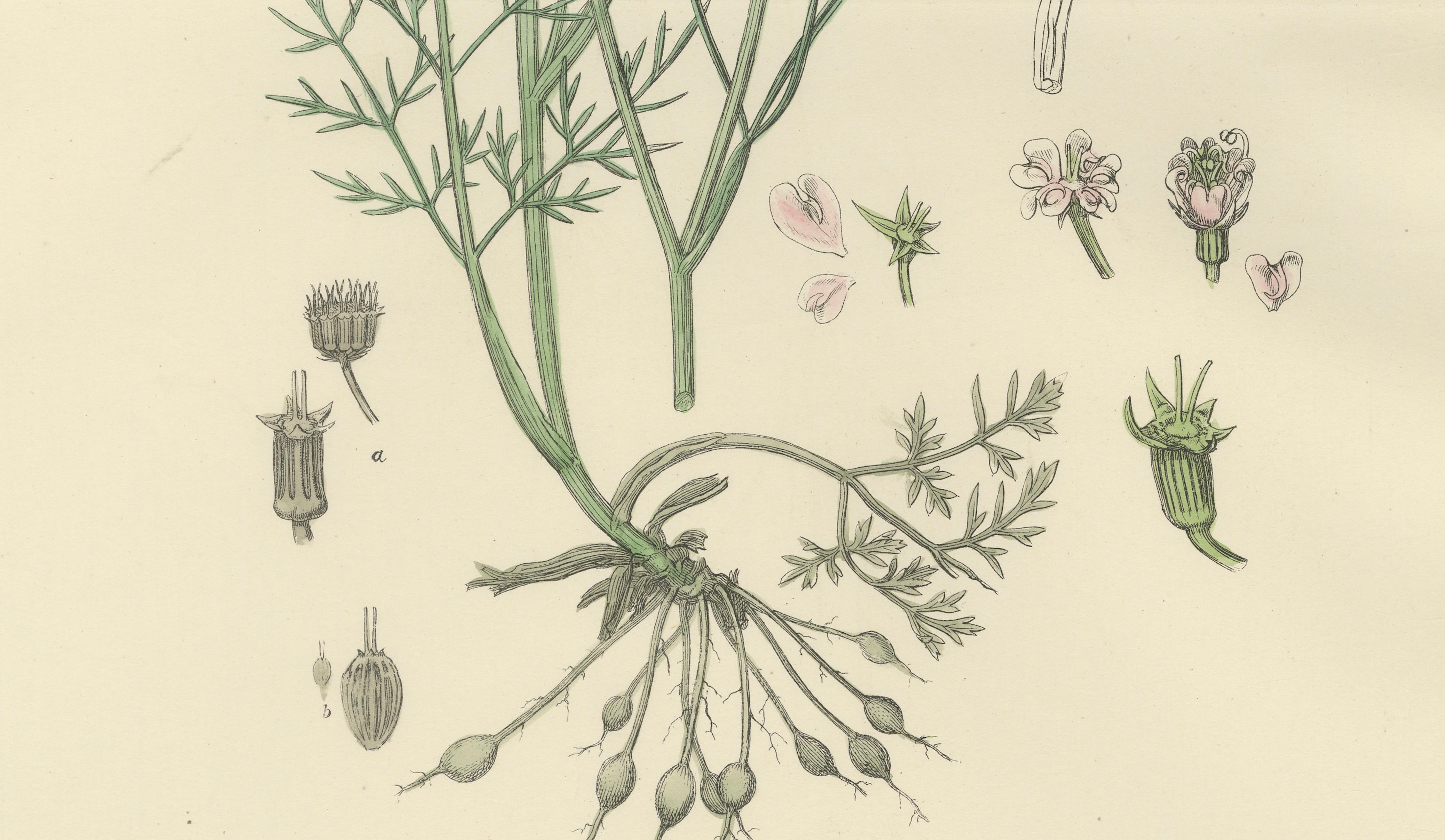Antique English Botanical Print – Callous-Fruited Water-Dropwort c.1902