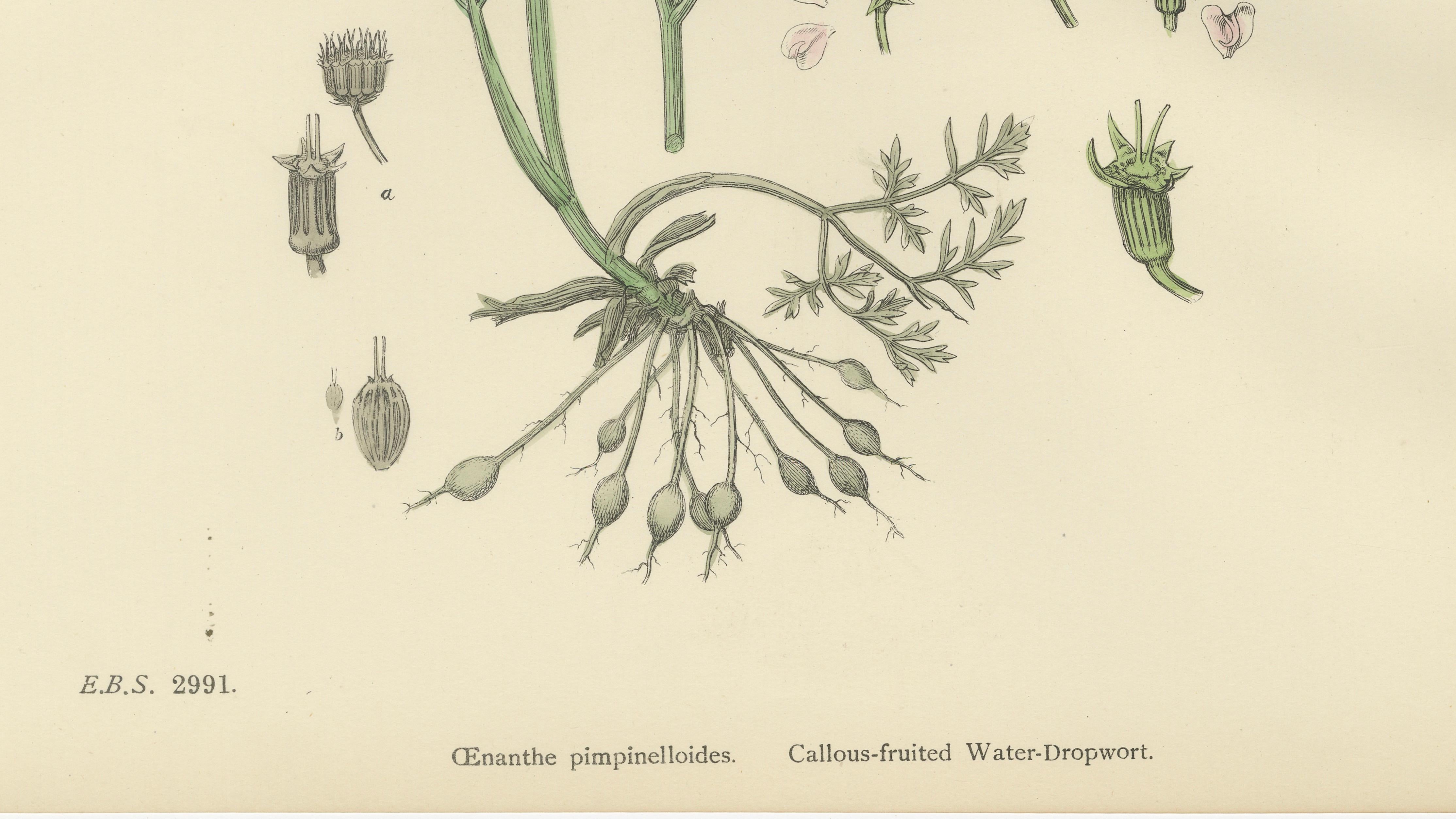 Antique English Botanical Print – Callous-Fruited Water-Dropwort c.1902