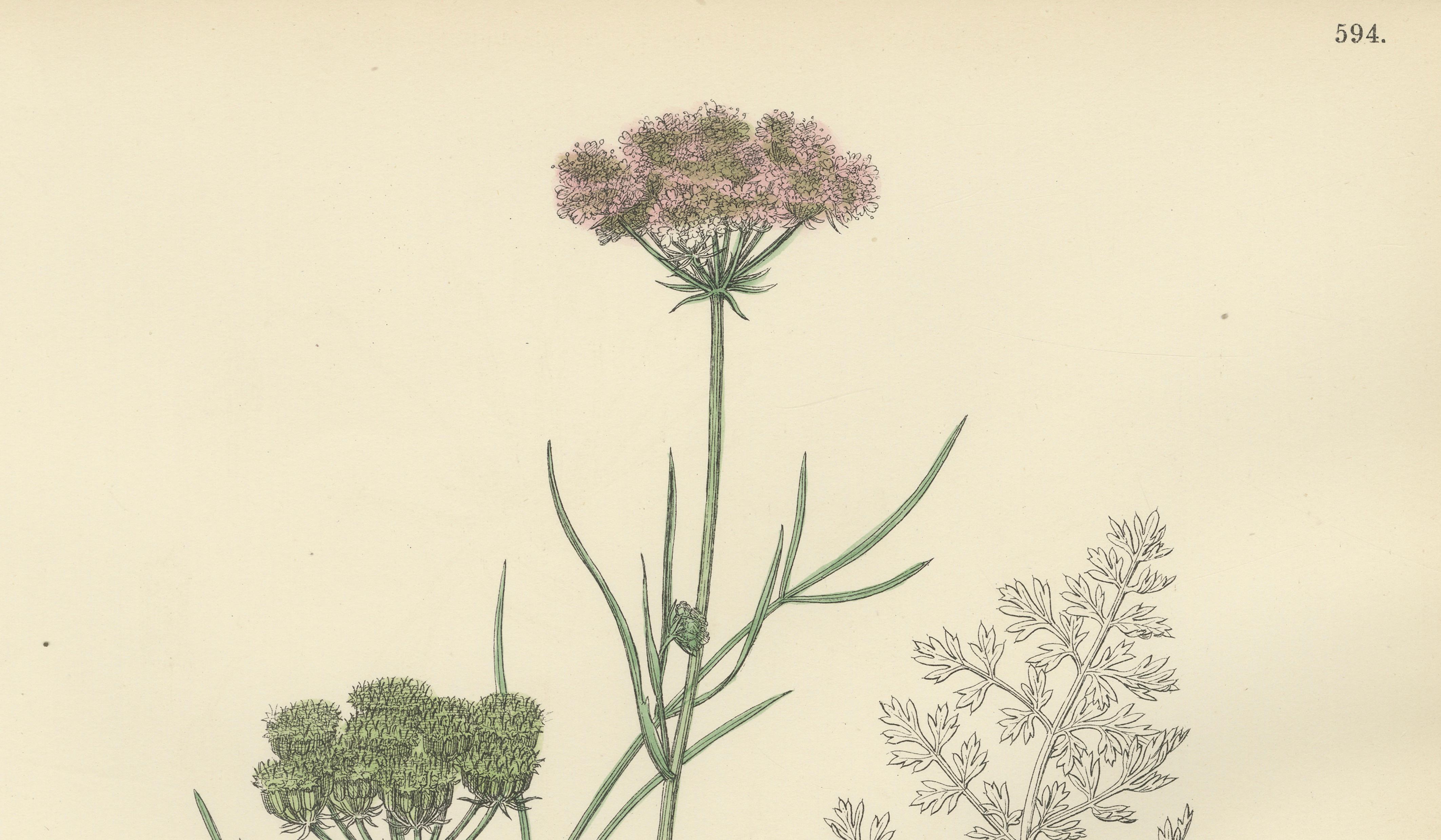 Antique English Botanical Print – Callous-Fruited Water-Dropwort c.1902
