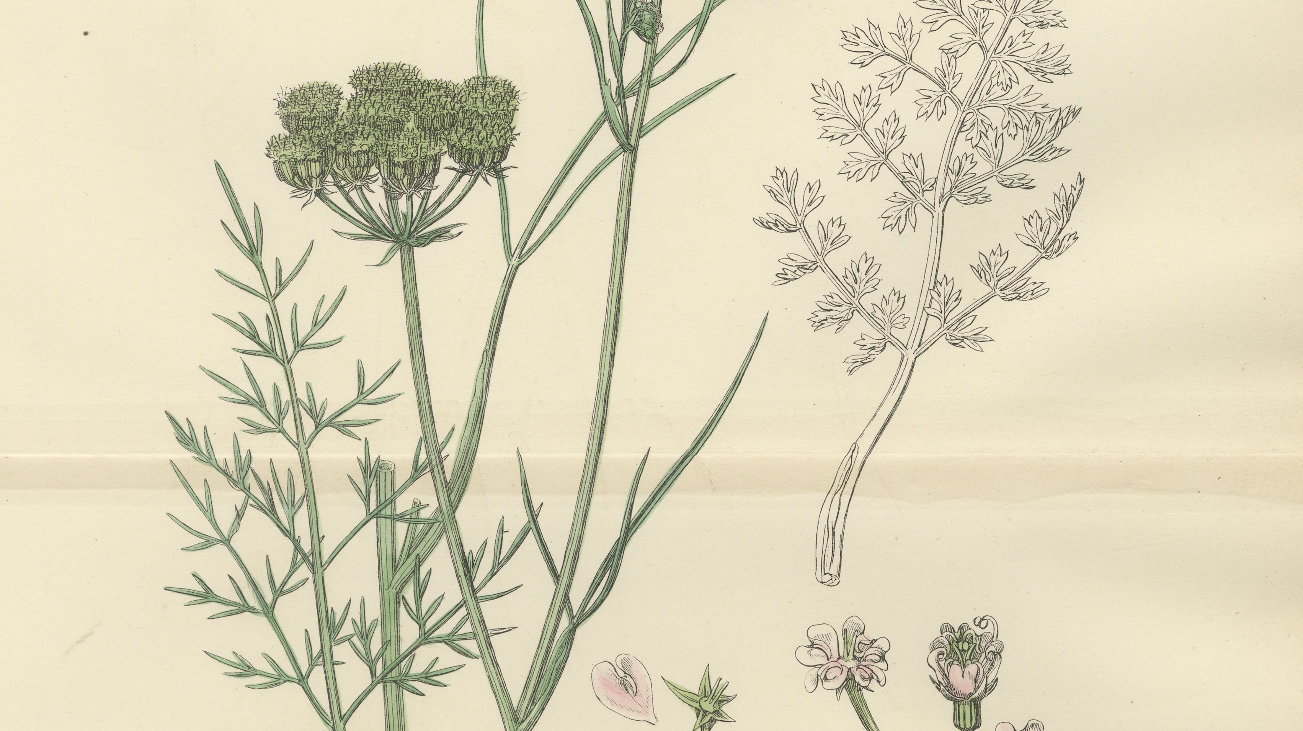 Antique English Botanical Print – Callous-Fruited Water-Dropwort c.1902