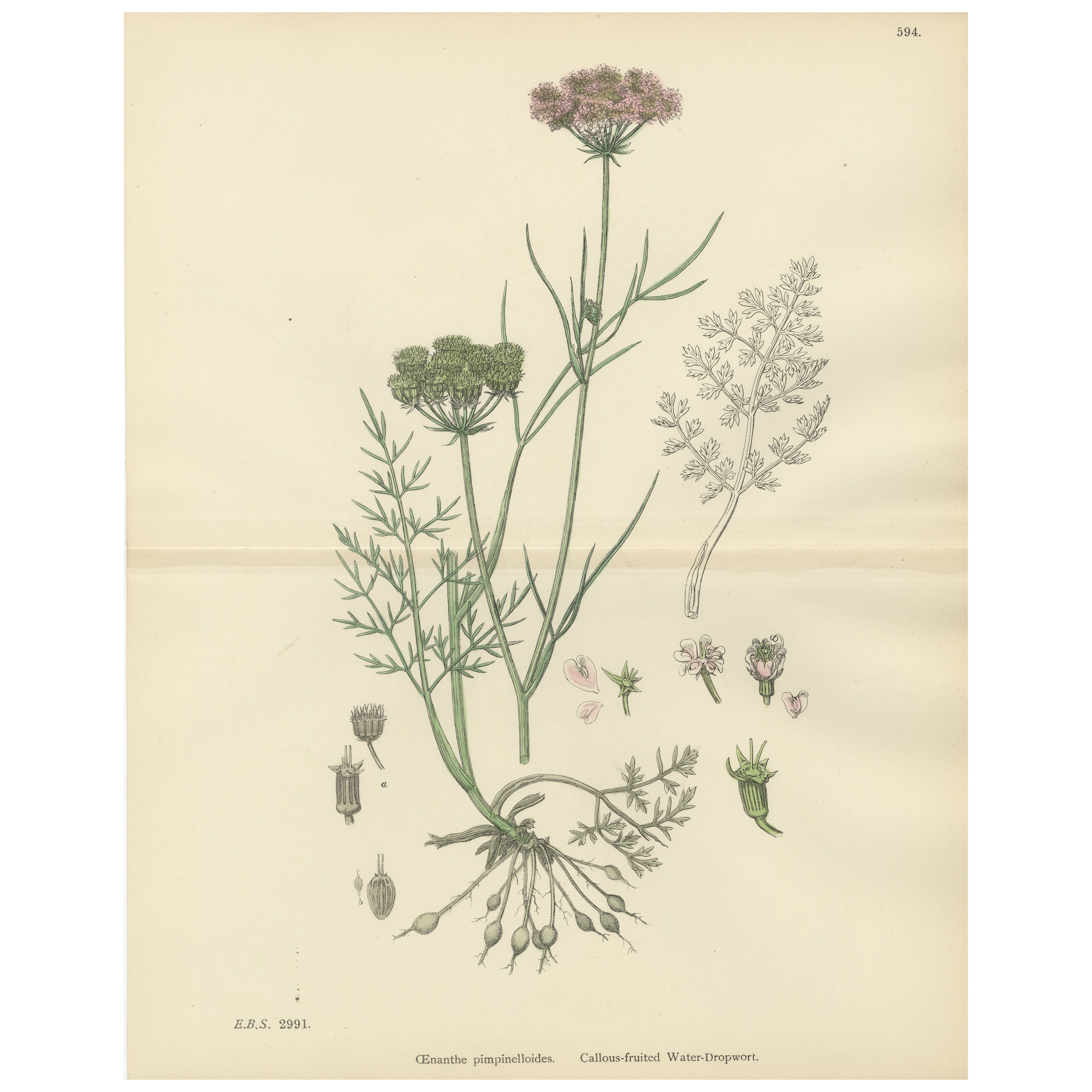 Antique English Botanical Print – Callous-Fruited Water-Dropwort c.1902 en venta