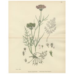 Antique English Botanical Print – Callous-Fruited Water-Dropwort c.1902