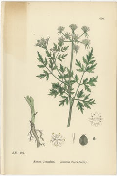 Antike englische botanische Drucke - Britische Wildblumen und Kräuter für Innenräume