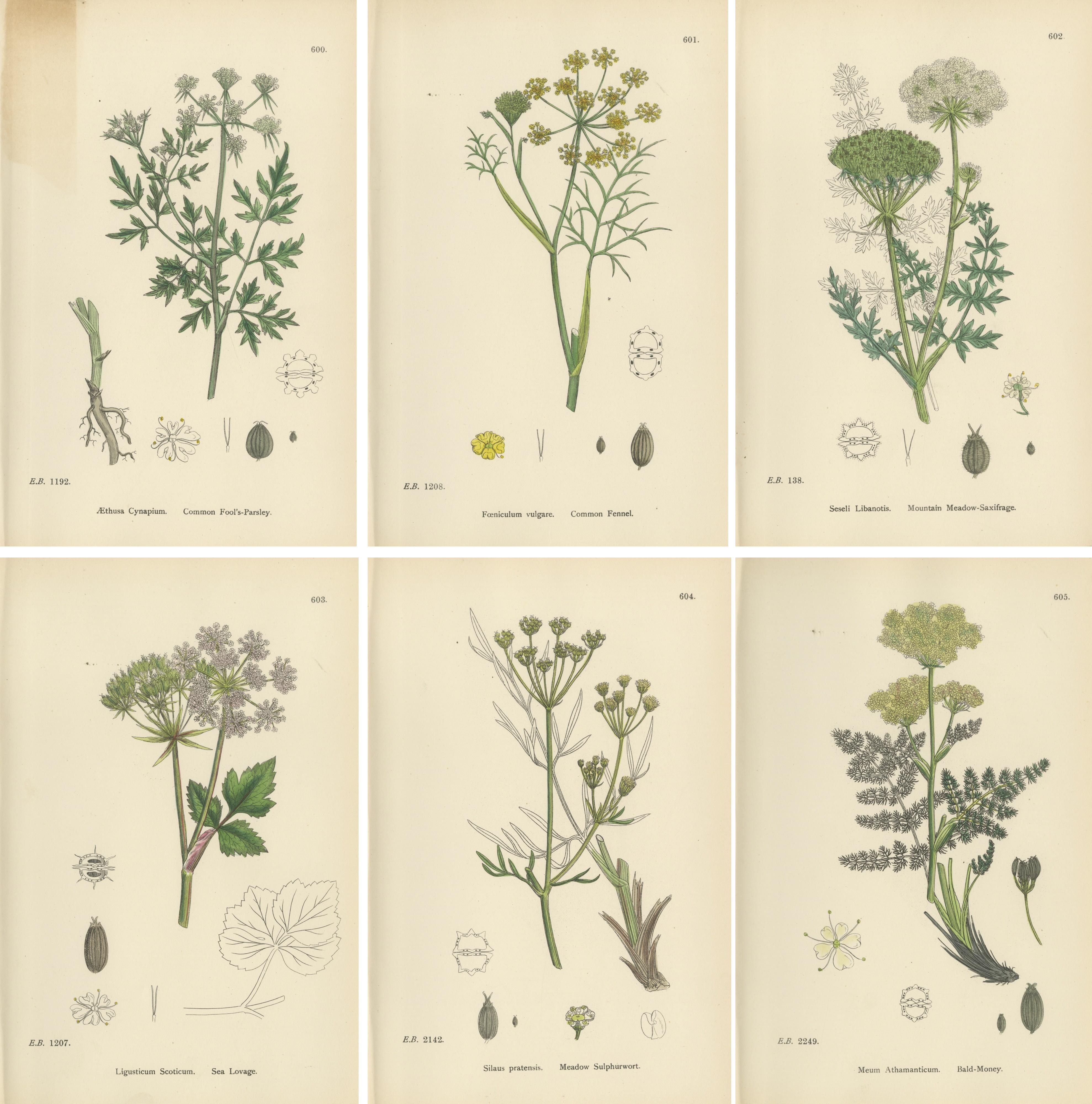 Antique English Botanical Prints – British Wildflowers & Herbs for Interiors