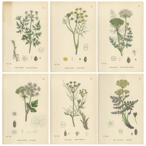 Antique English Botanical Prints – British Wildflowers & Herbs for Interiors