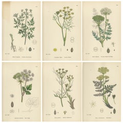 Antique English Botanical Prints – British Wildflowers 
Herbs for Interiors