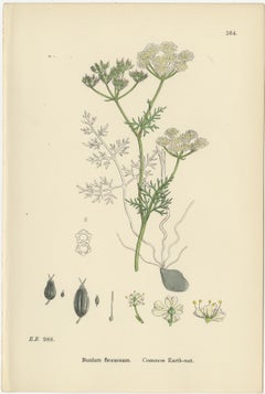 Antique English Botanical Prints – Elegant British Wildflowers, Sowerby c.1902