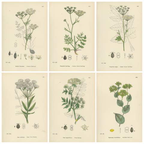 Antique English Botanical Prints – Elegant British Wildflowers, Sowerby c.1902