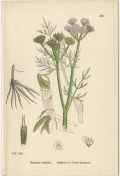 Antique English Botanical Prints – Water-Dropwort Studies for Elegant Interiors
