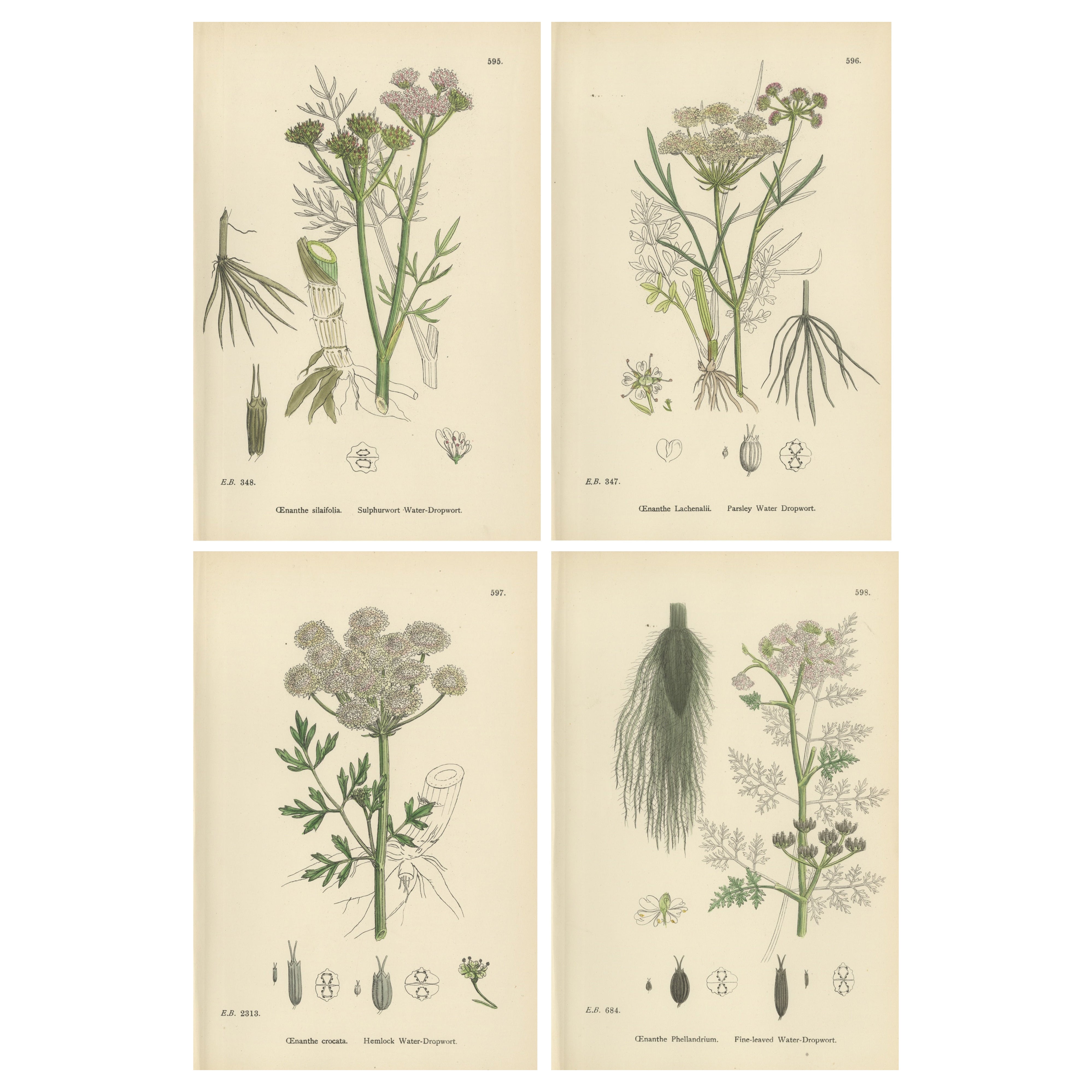 Antique English Botanical Prints – Water-Dropwort Studies for Elegant Interiors