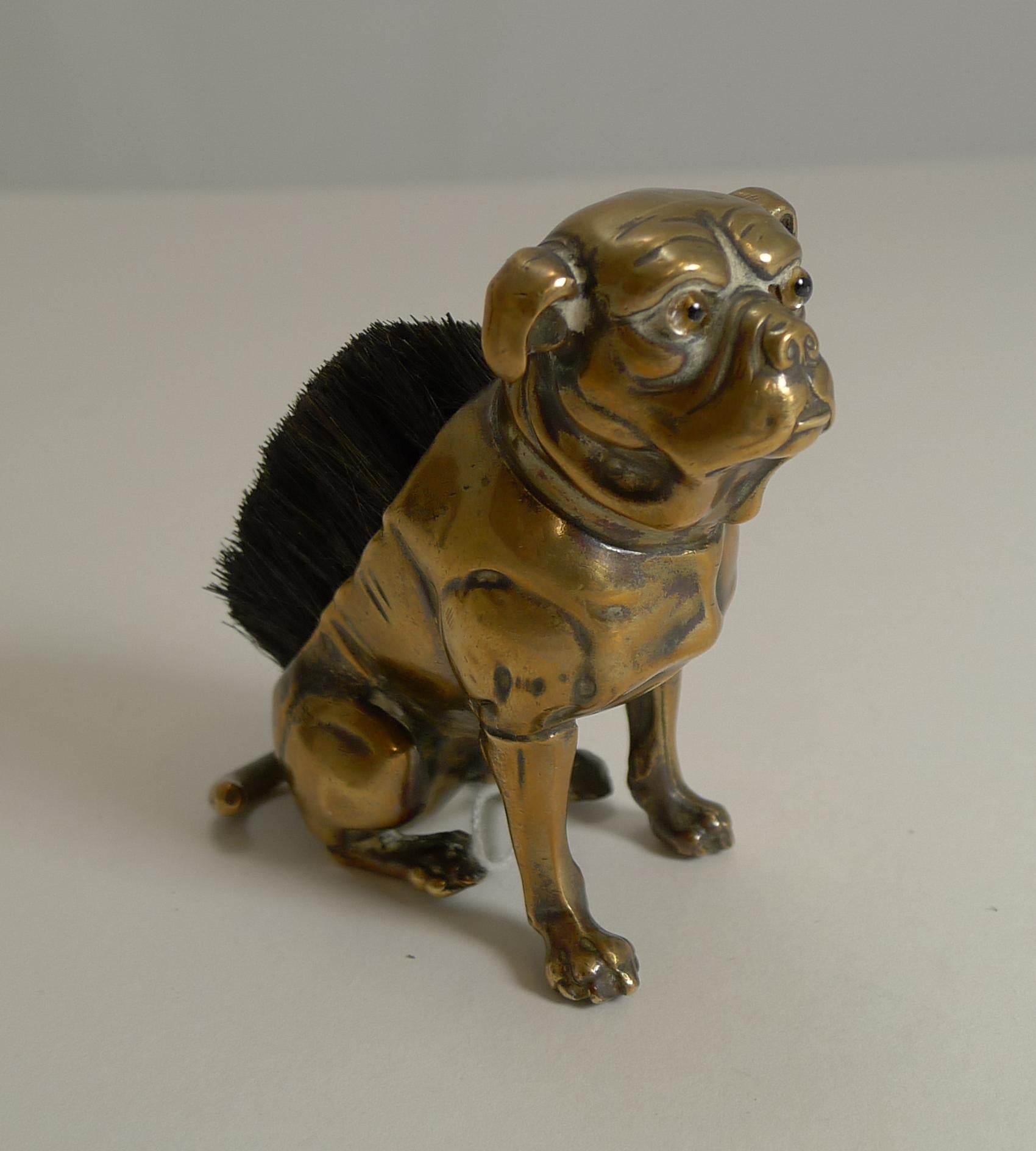 A wonderful late Victorian desk-top pen / nib wipe cast in brass in the form of a charming Boxer dog sporting two glass eyes.

The back is filled with natural hog bristle used to remove excess ink from a traditional dip pen.

English in origin