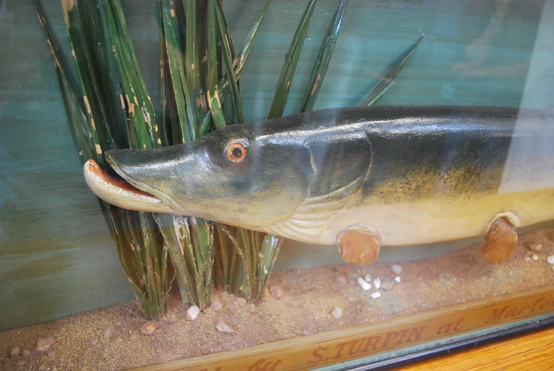 Folk Art Antique English decorative Carved Wood fish , A Pike in Case, circa 1924 For Sale