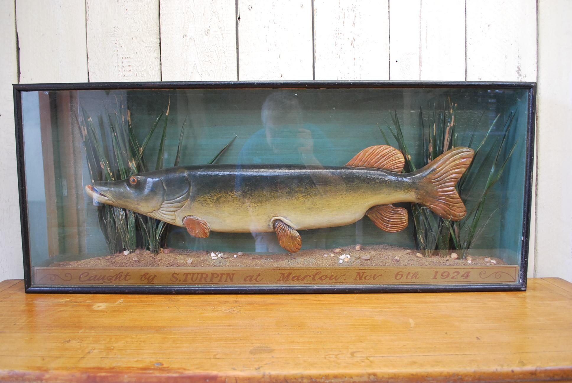 Antique English decorative Carved Wood fish , A Pike in Case, circa 1924 In Good Condition For Sale In Winchcombe, Gloucesteshire