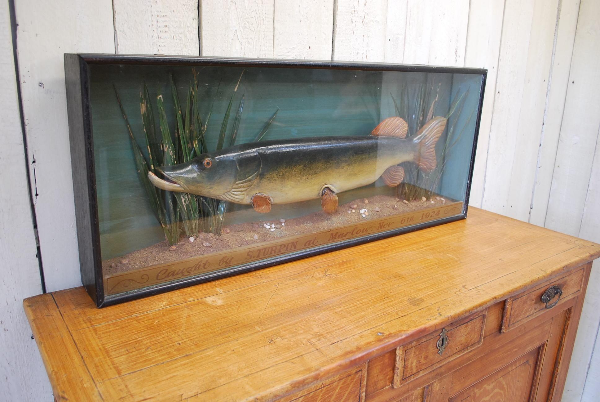 Early 20th Century Antique English decorative Carved Wood fish , A Pike in Case, circa 1924 For Sale