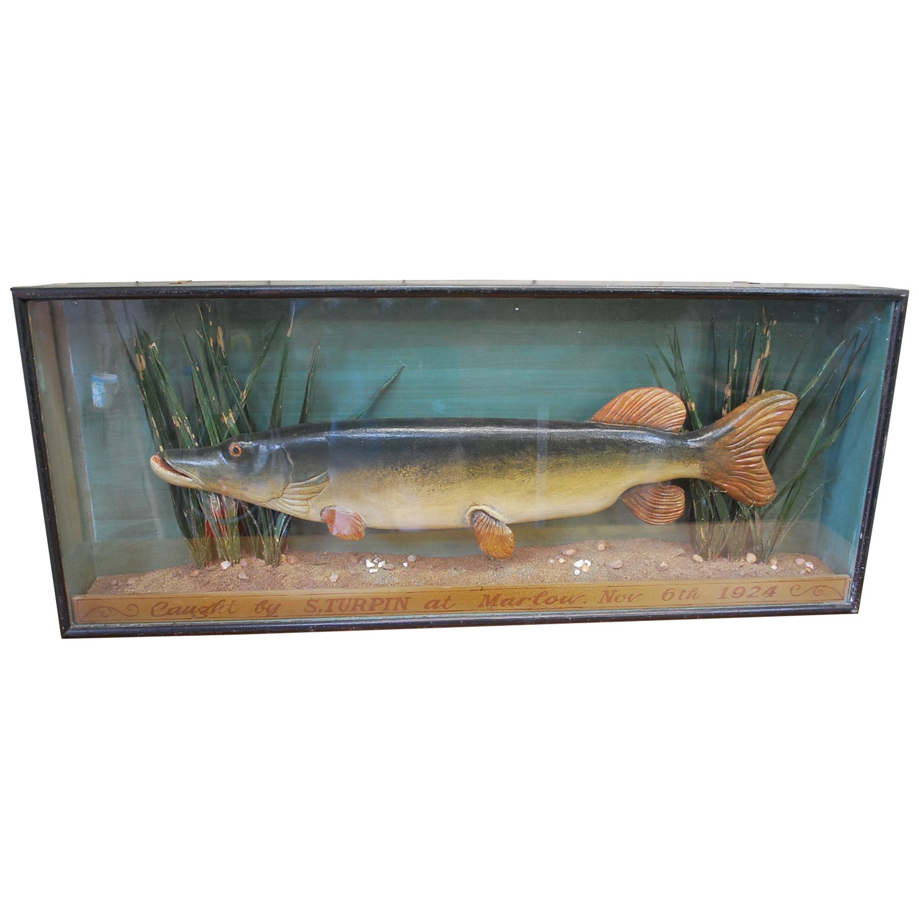 Antique English decorative Carved Wood fish , A Pike in Case, circa 1924 For Sale
