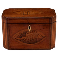 Antique English Georgian Satinwood Tea Caddy with Conch Shell Inlay