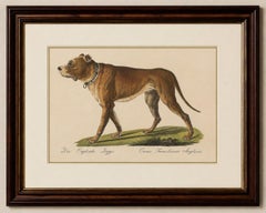 Antique English Mastiff Dog Lithograph by Karl Joseph Brodtmann, 1816