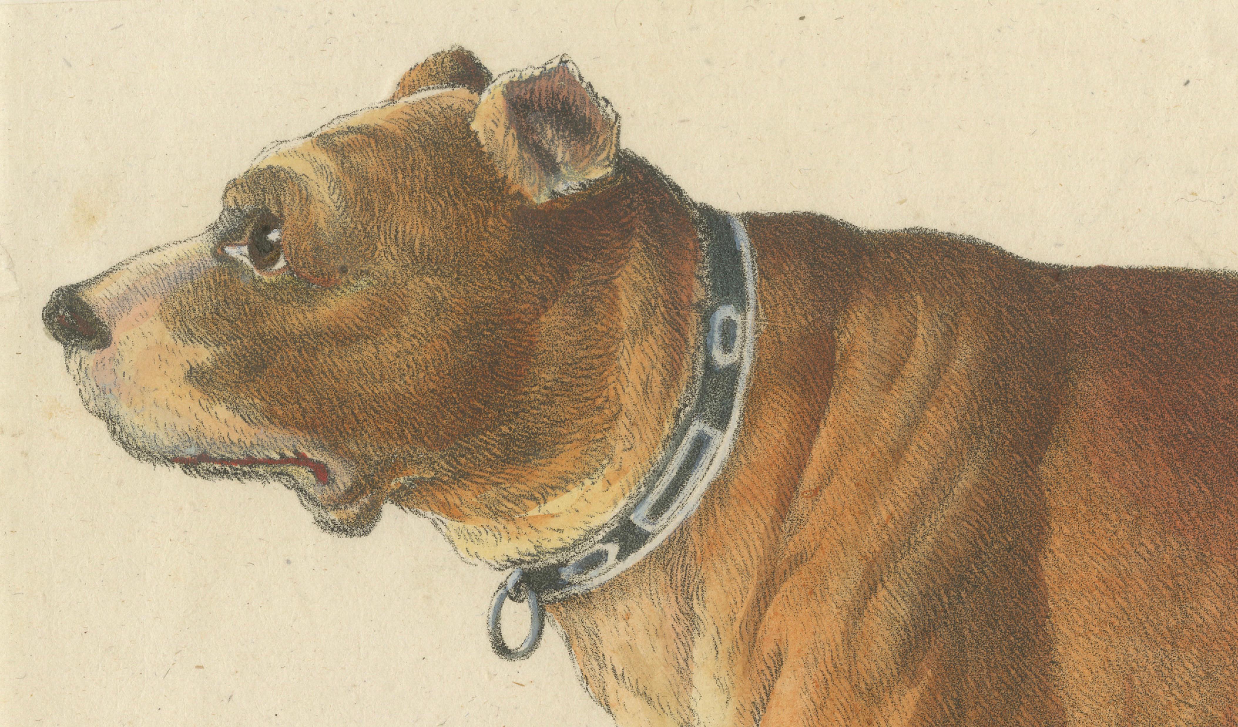 Antique English Mastiff Dog Lithograph by Karl Joseph Brodtmann, 1816
