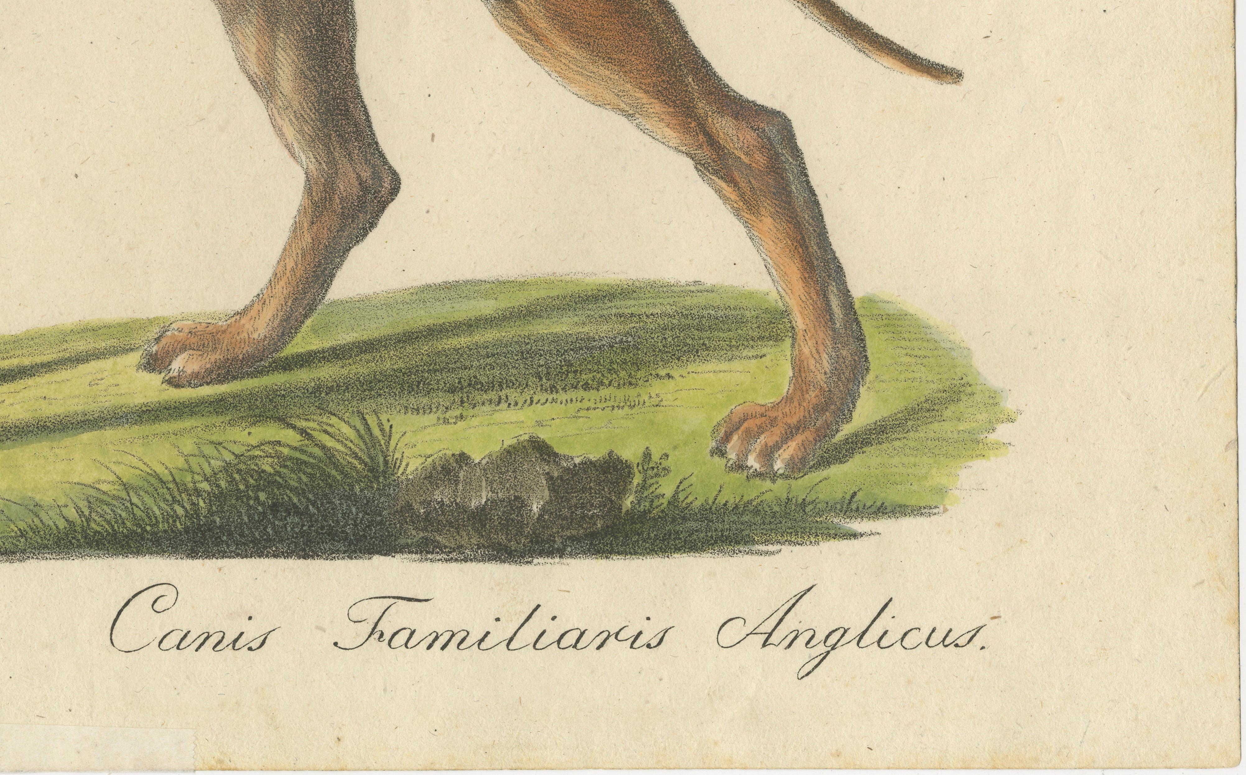 Antique English Mastiff Dog Lithograph by Karl Joseph Brodtmann, 1816