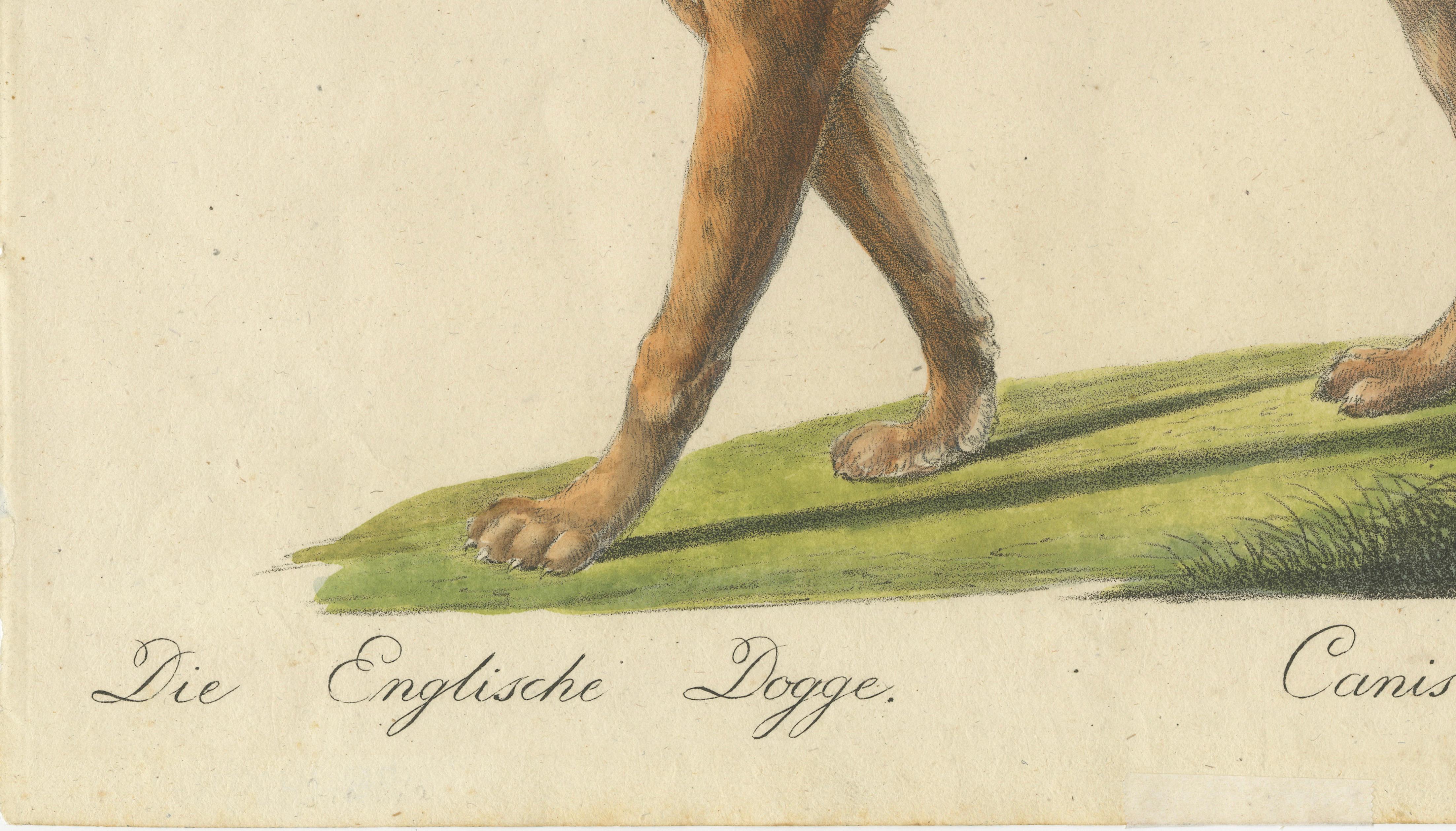 Antique English Mastiff Dog Lithograph by Karl Joseph Brodtmann, 1816