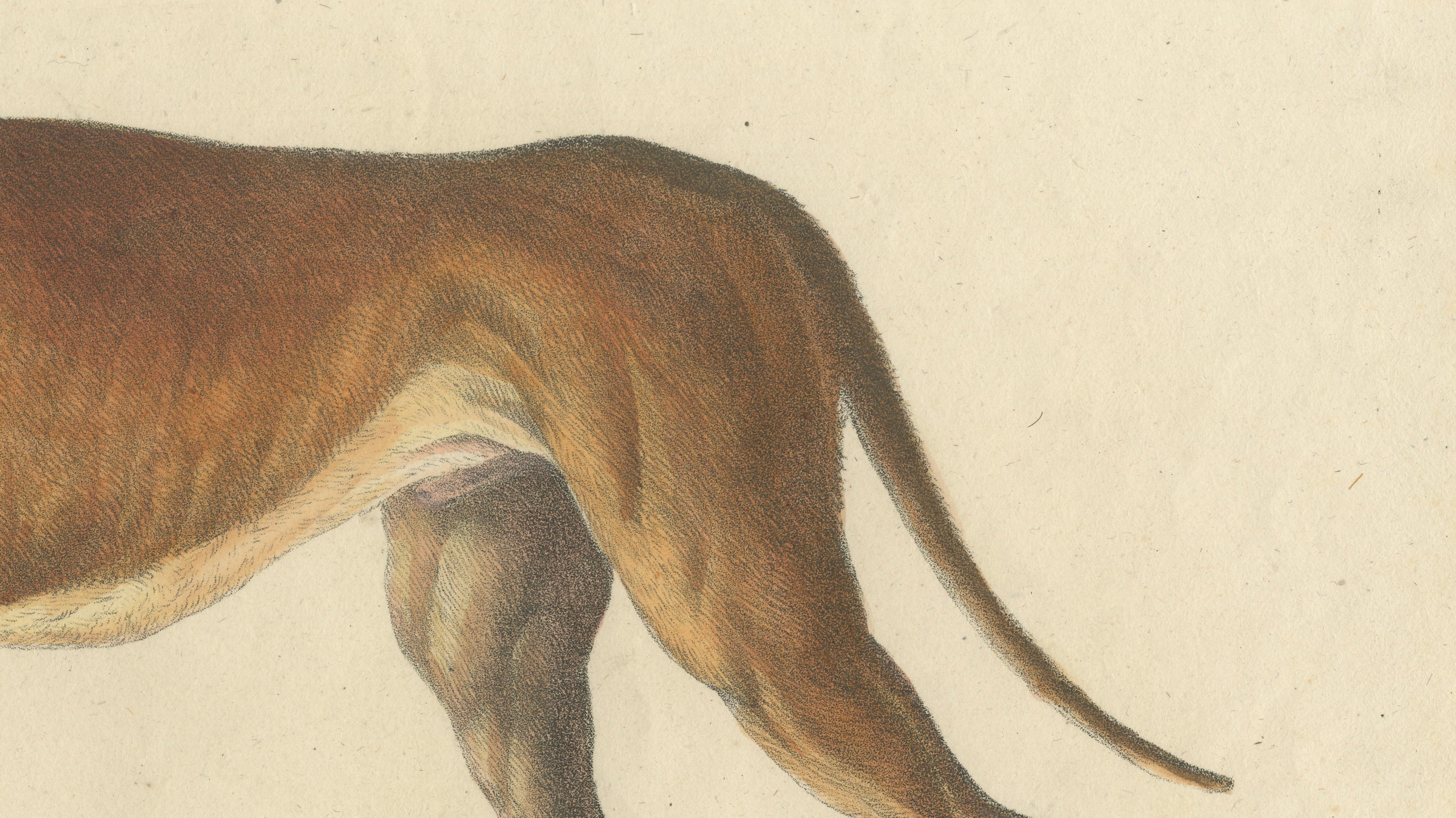 Antique English Mastiff Dog Lithograph by Karl Joseph Brodtmann, 1816