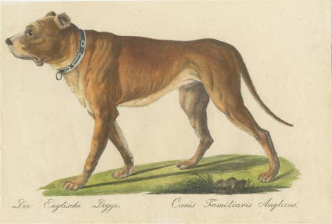 Antique English Mastiff Dog Lithograph by Karl Joseph Brodtmann, 1816