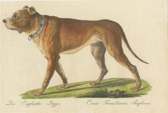 Antique English Mastiff Dog Lithograph by Karl Joseph Brodtmann, 1816